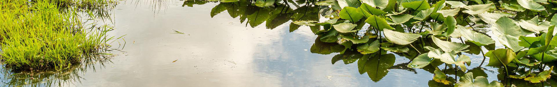 A close up of the surface of a wetland with vegetation and clouds reflected