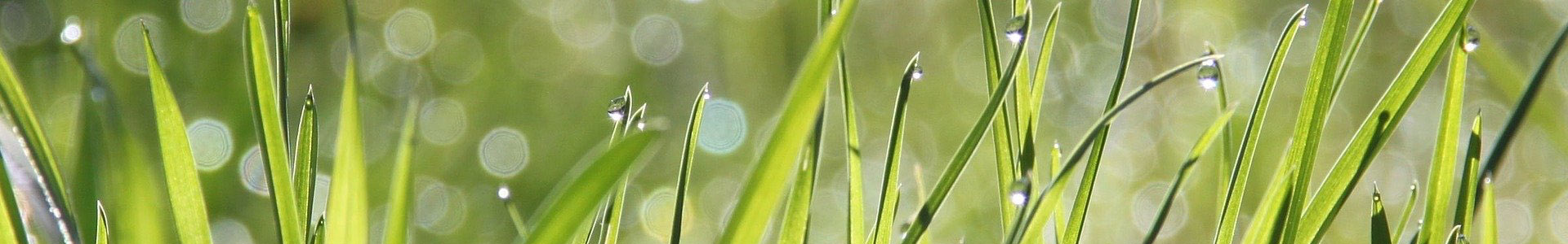 up close view of sunlight on grass dew