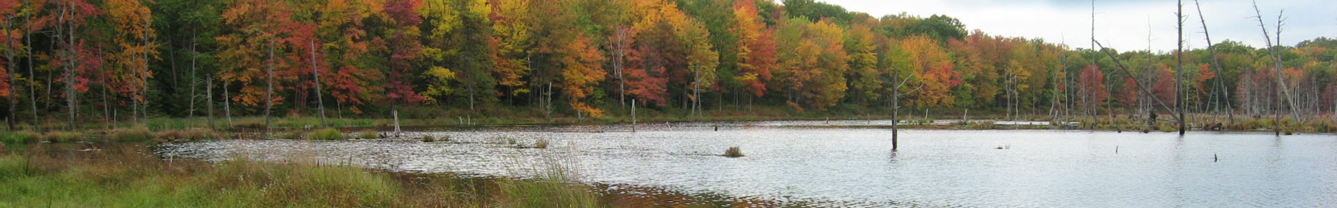 A wetland in fall with colorful trees surrounding the water