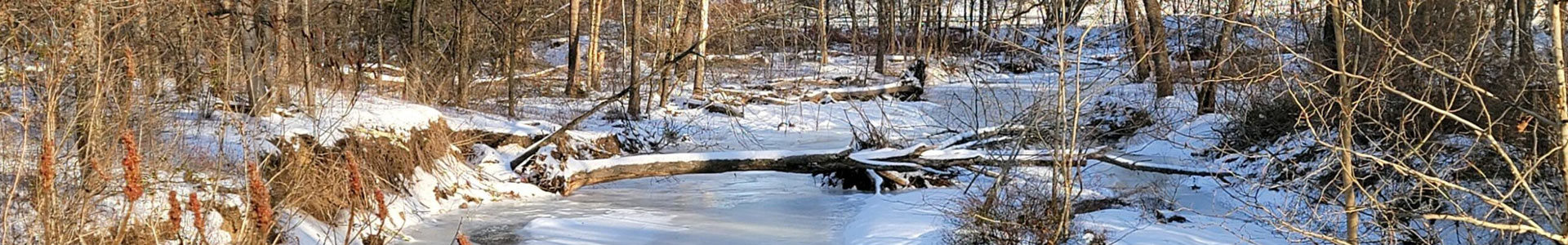 downed tree across a stream in the winter with snow on the ground