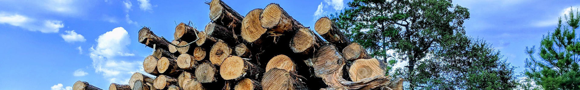 pile of harvested timber logs
