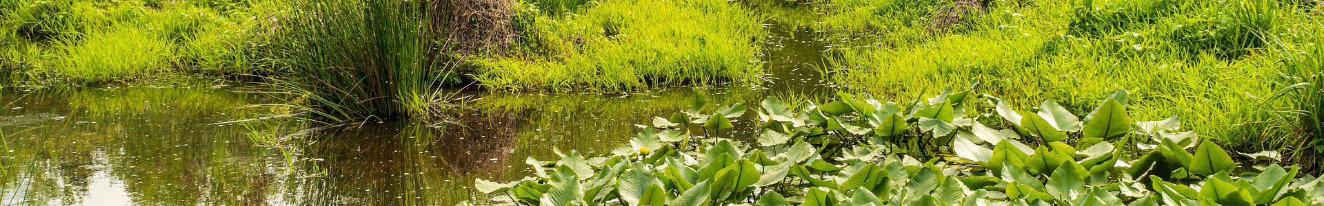 spring wetlands with lots of grasses