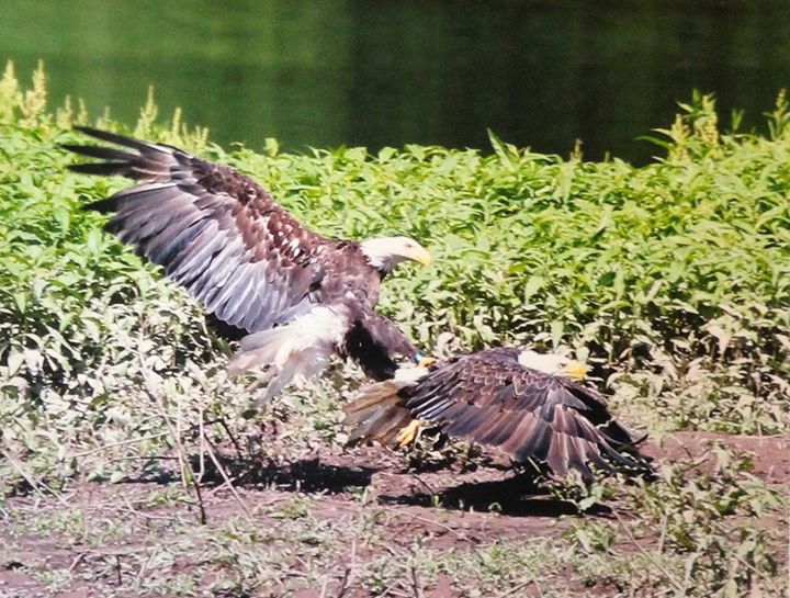 Two bald eagles landing on the ground
