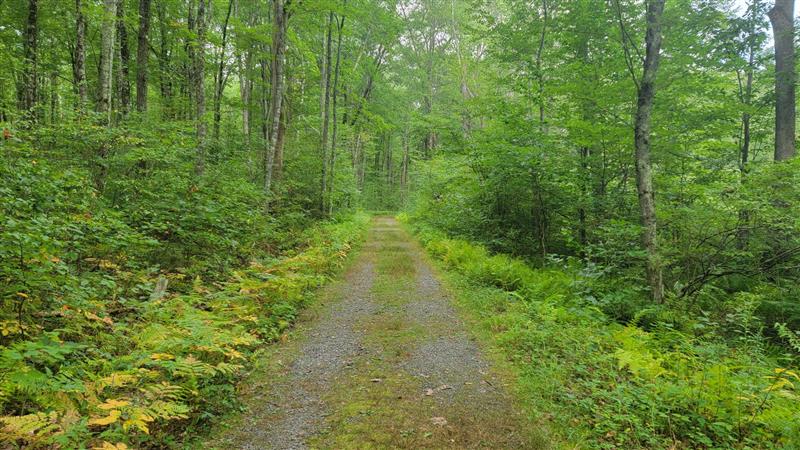 A gravel path through the woods in summer