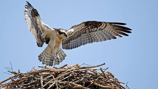 A hawk landing at its nest