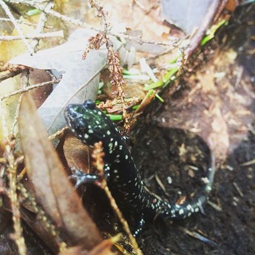A northern slimy salamander, black with white spots, climbing on a leaf pile