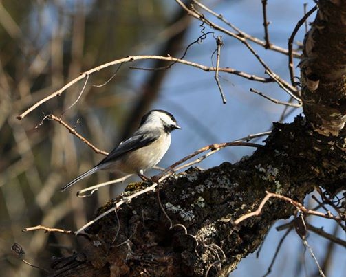 A black and white bird on a tree branch