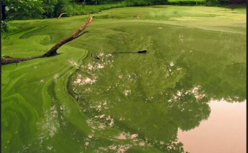 A harmful algal bloom covering the surface of a water body