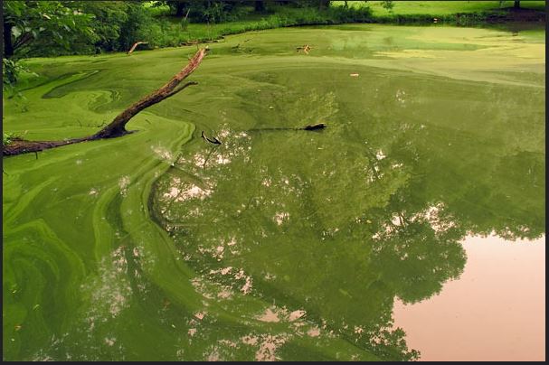 A harmful algal bloom covering the surface of a water body