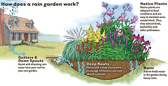 A diagram of a rain garden