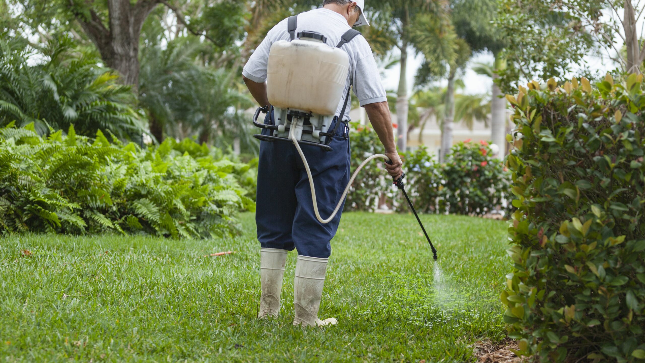 A person in a yard spraying the grass with a substance coming out of a backpack applicator