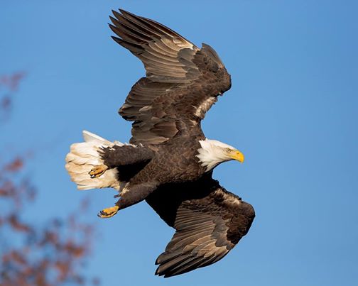 A bald eagle flying against a blue sky