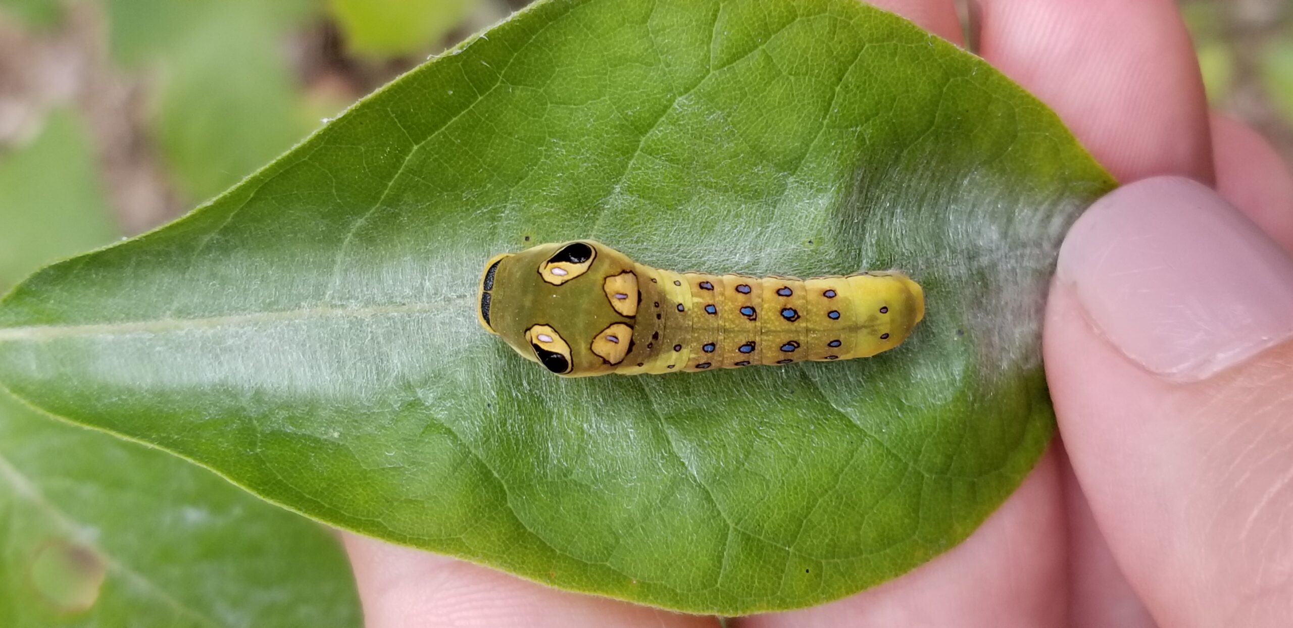 A spicebush swallowtail caterpillar on a leaf