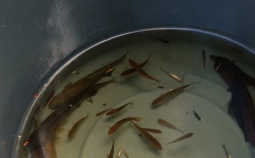 Bucket containing water and the fish collected during electrofishing