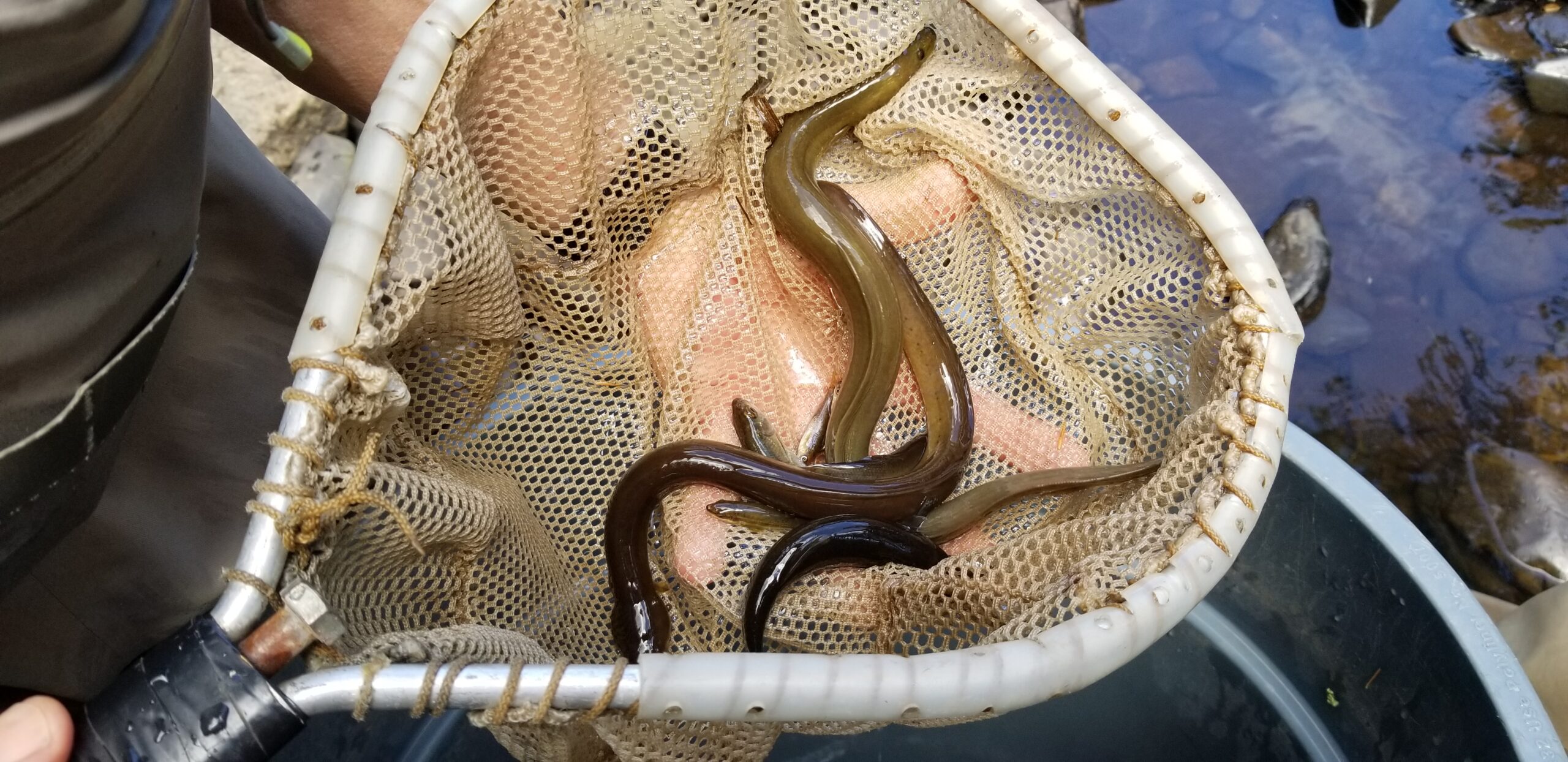 American Eel from Shohola Creek