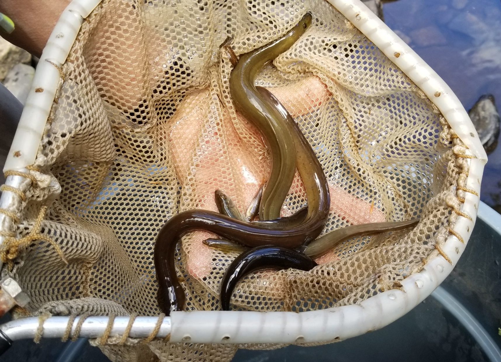 American eels, collected in Shahola Creek