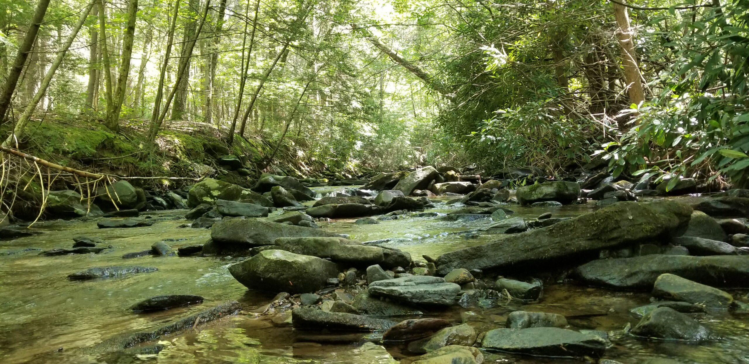 A water-level view of a small rocky stream with trees on the shores
