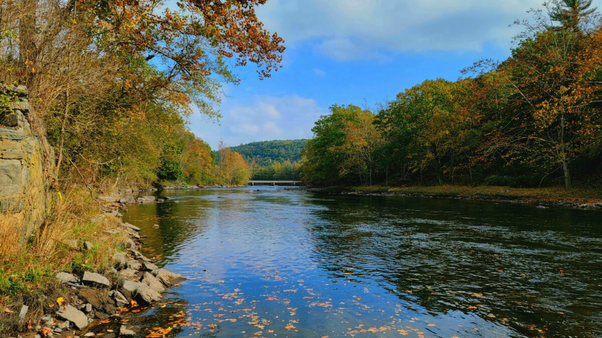 Delaware River in fall with trees surrounding the river and fallen leaves on the surface