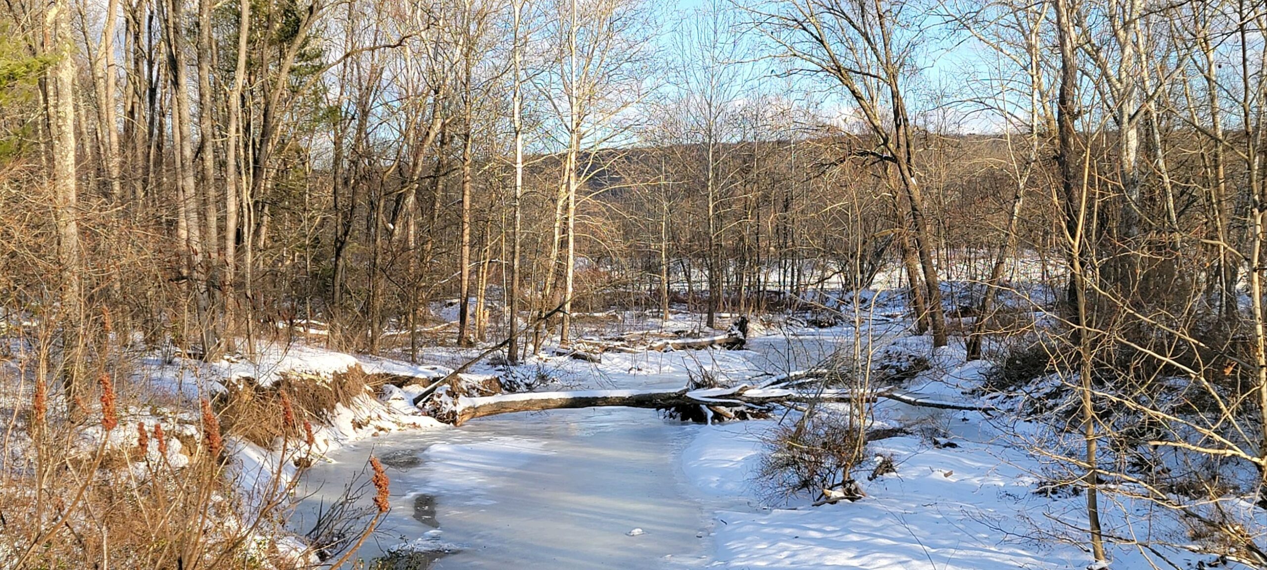 A tree down over a stream in the winter with snow on the ground