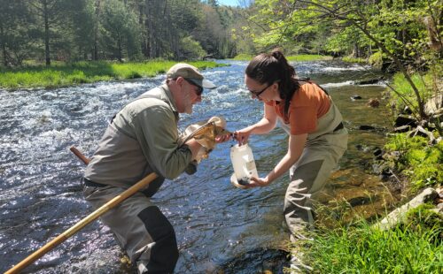 A staff and board member macroinvertebrate sampling, transferring samples from a net into a jar