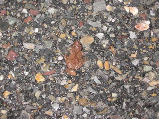 A brown frog on a gravel road