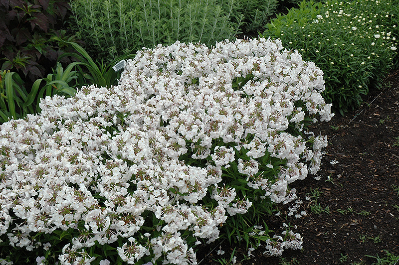 Photo of a minnie pearl pant, a native plant, in a garden