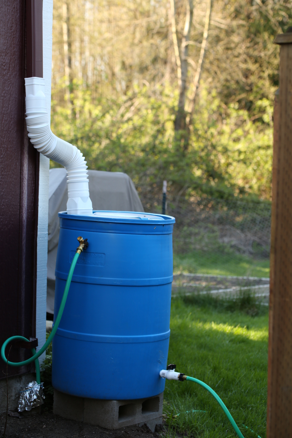 A rain barrel set up under a home's rain gutter with a hose attached