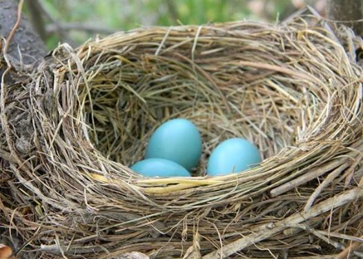 A bird nest with three blue eggs