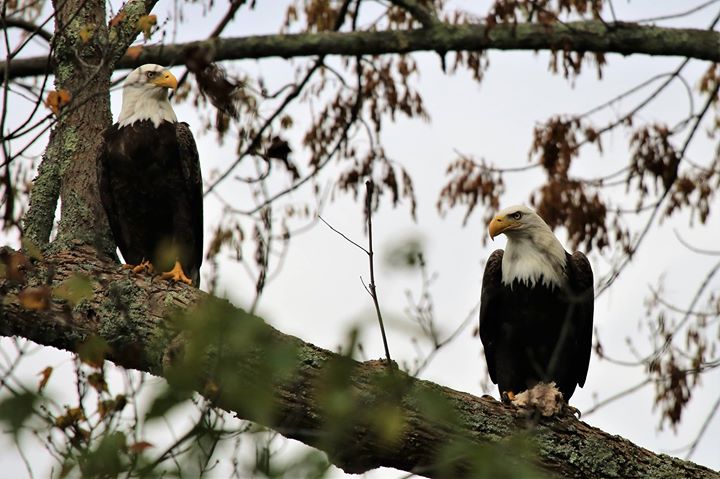 Two bald eagles perched on a branch