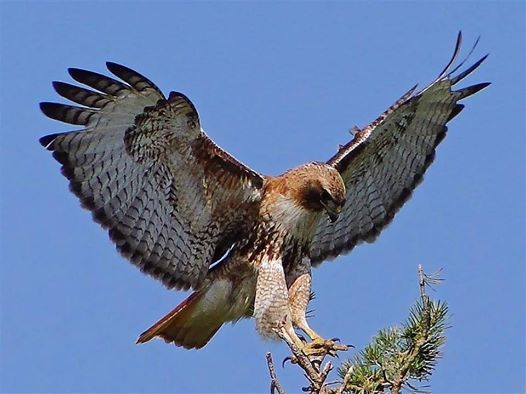 A hawk landing on the top branch of a tree