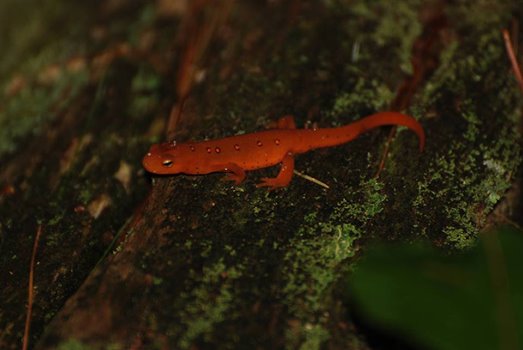 A red eft newt on a mossy log, small orange newt with red spots