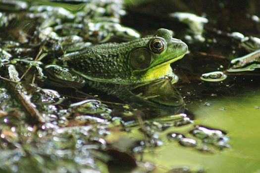 A closeup of a green frog in the water