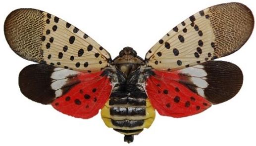 An adult Spotted Lanternfly with wings open; it has pink and red wings with black spots