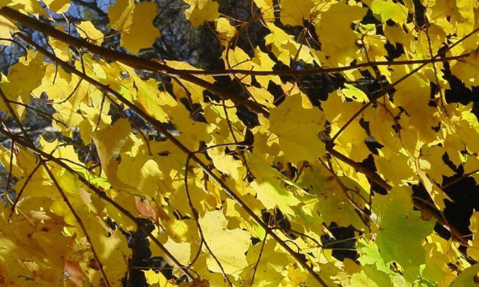 Autumn Gold – Reap the Benefits of Fallen Leaves