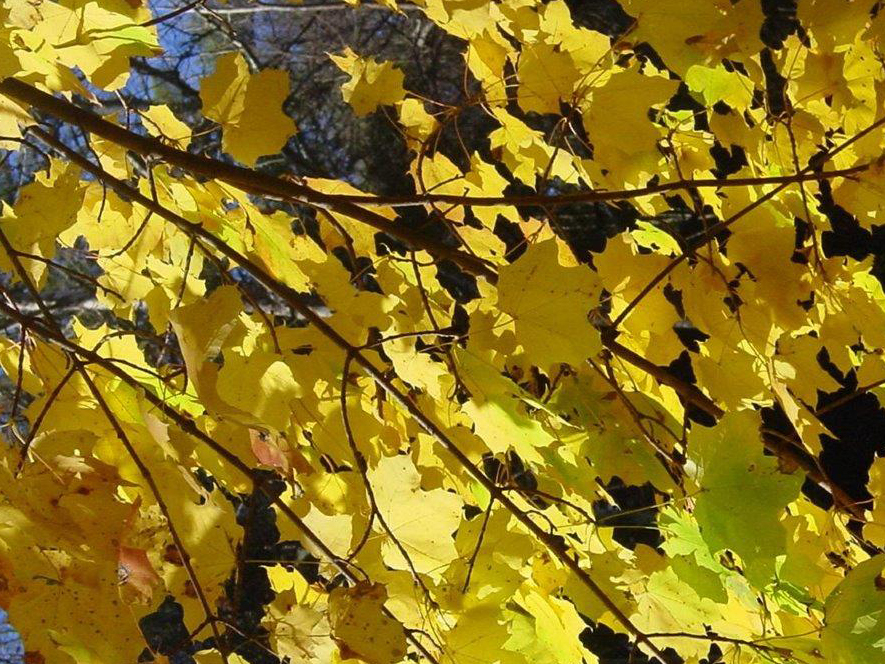 Photo of yellow autumn leaves in a tree