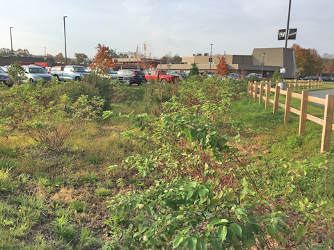 A BMP Bus Tour photo of a rain garden at Delaware Velley High School.