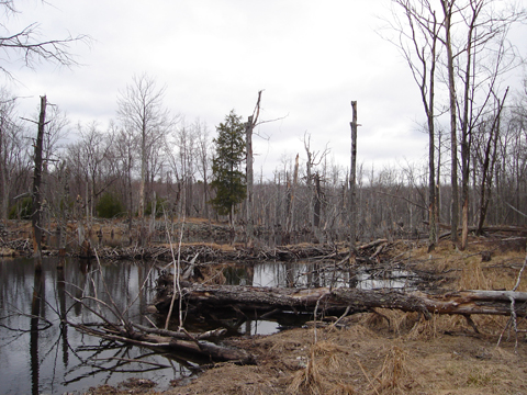 A photo of a wetland in Pike County, PA.