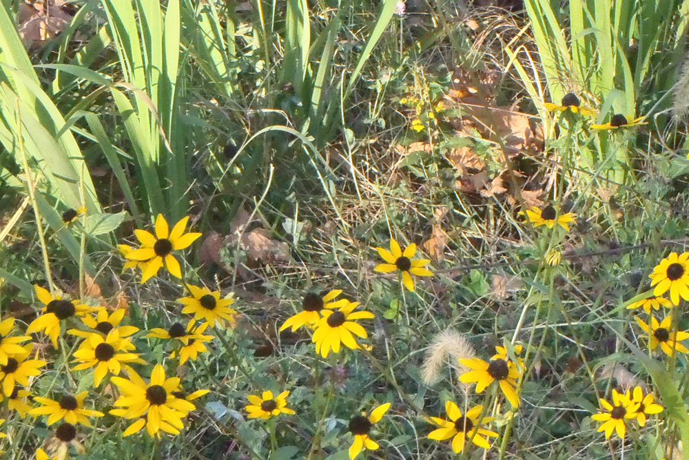 Close-up of black-eyed Susan flowers