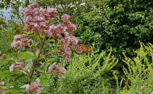 A monarch butterfly perched on a Joe Pye Weed plant