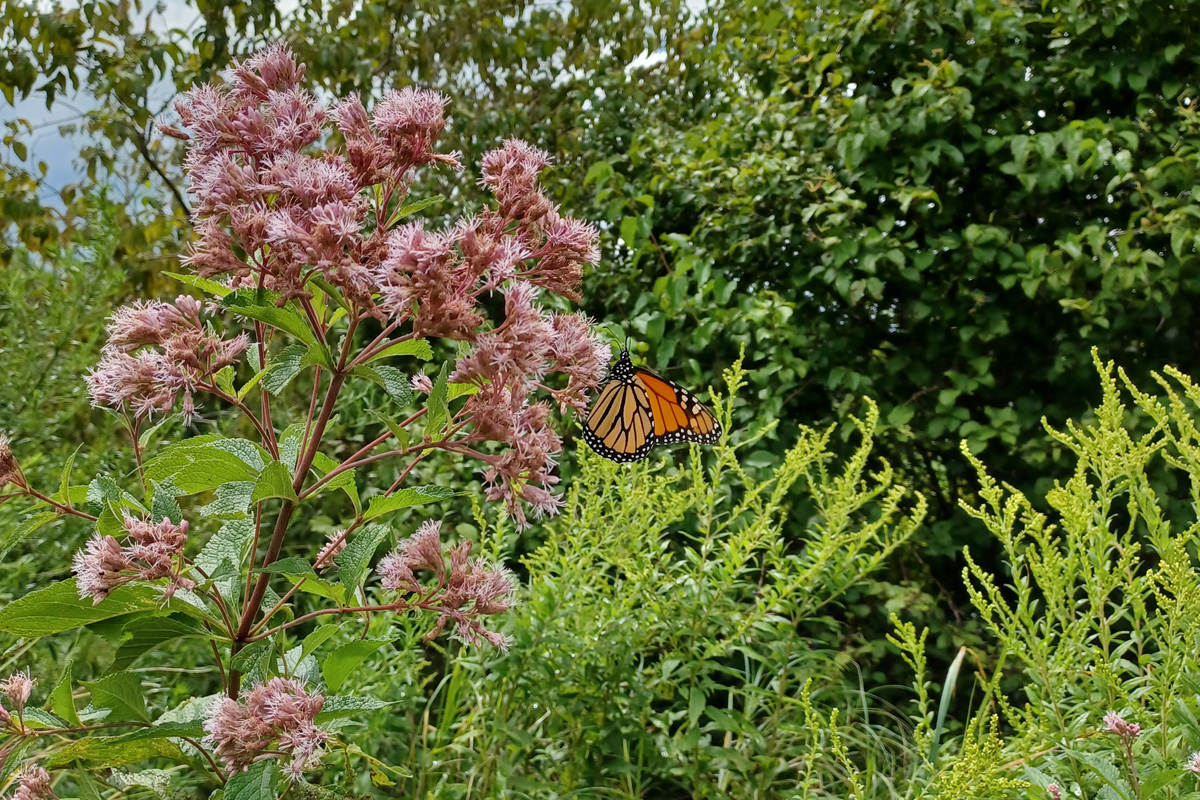 A monarch butterfly perched on a Joe Pye Weed plant