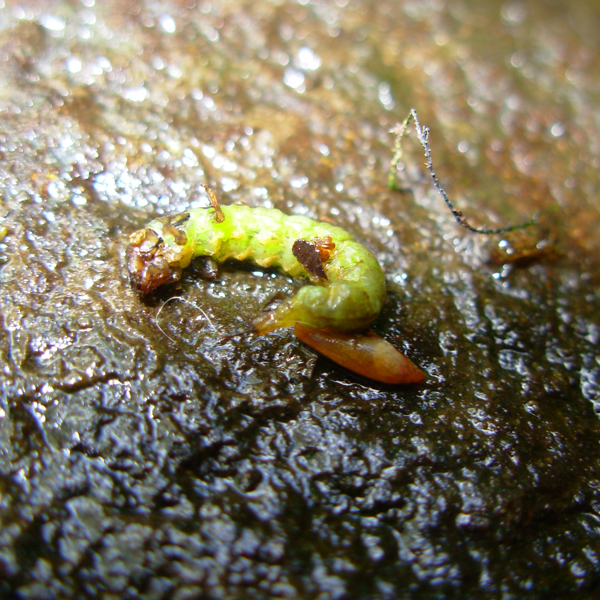 Photo of caddisfly larva. One of the critters that indicates water quality. 