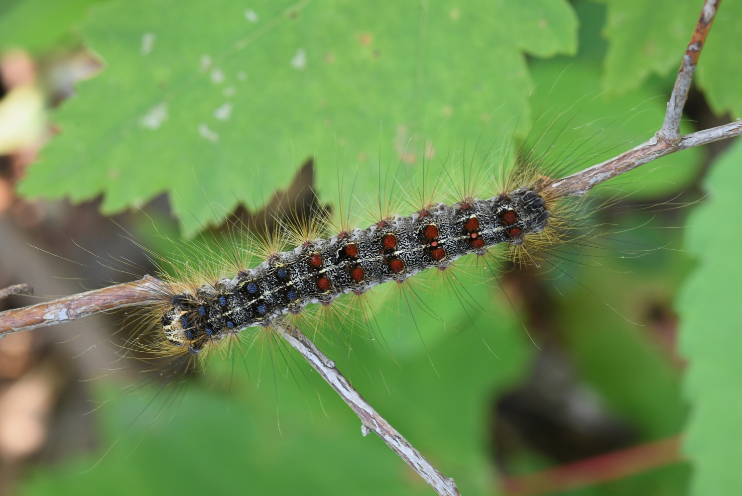 Spongy Moth Caterpillar on a branch