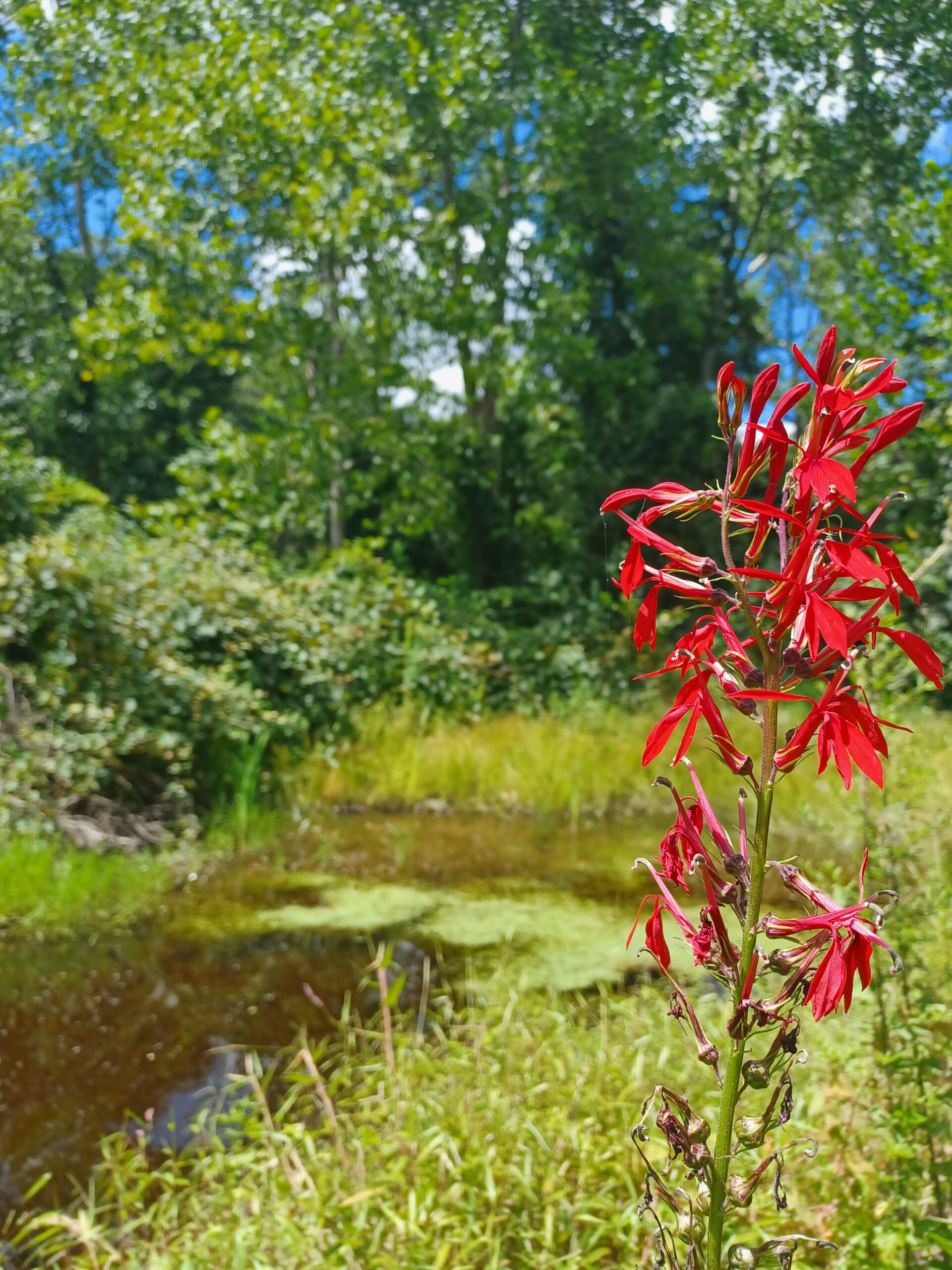 A plant with red flowers beside a stream