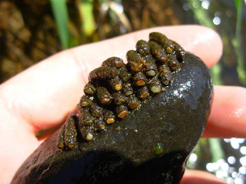 Case building caddisflies on a rock.