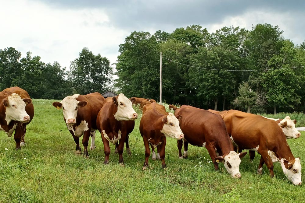 A small group of brown and white cows in a field