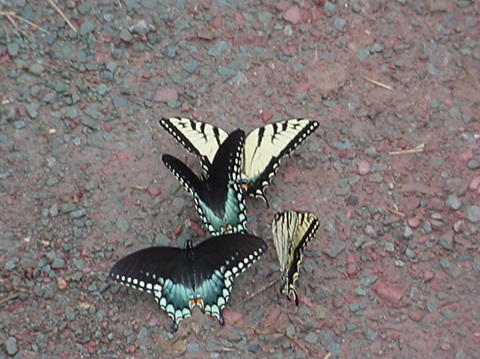 Four butterflies on the ground