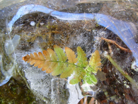 A leaf on ice