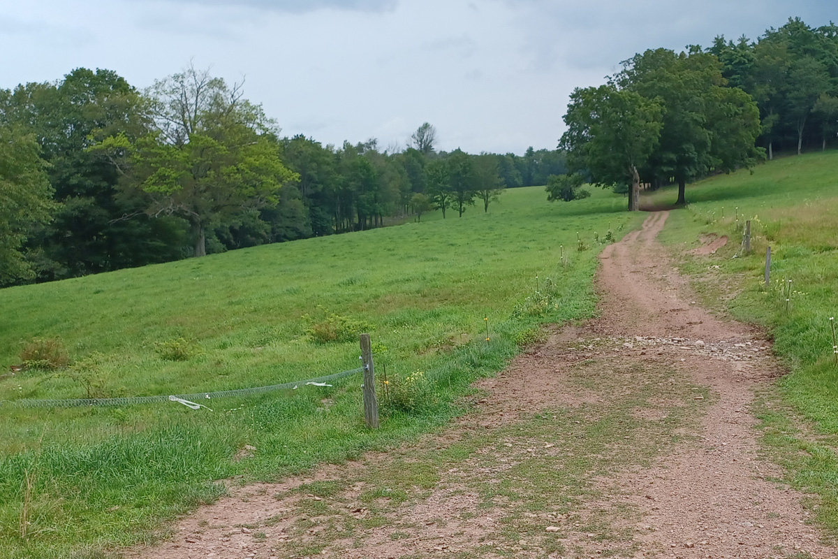A dirt road running through an agricultural field towards a forested area