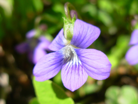 Early Pale Blue Violet
