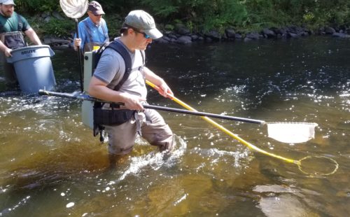 Electrofishing in progress